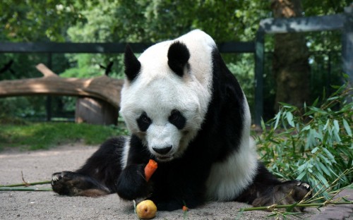 Image white and black panda on green grass during daytime