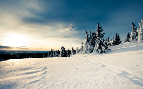 Image green pine trees on snow covered ground under white clouds and blue sky during daytime