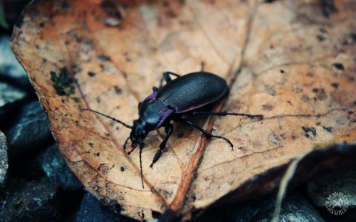 Image black beetle on brown dried leaf