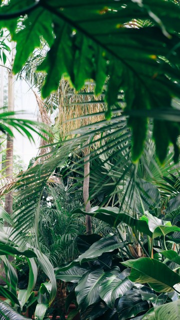 Image green banana tree during daytime