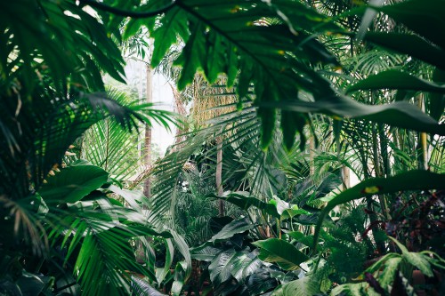 Image green banana tree during daytime