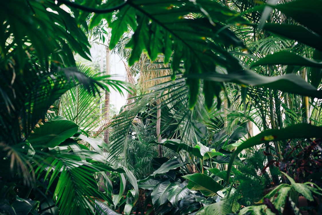 Green Banana Tree During Daytime. Wallpaper in 6000x4000 Resolution