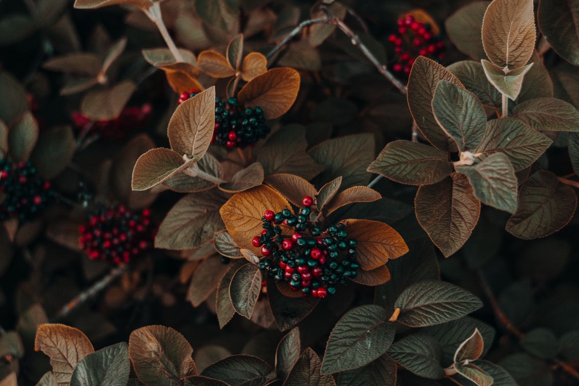 flower, plant, light, leaf, terrestrial plant