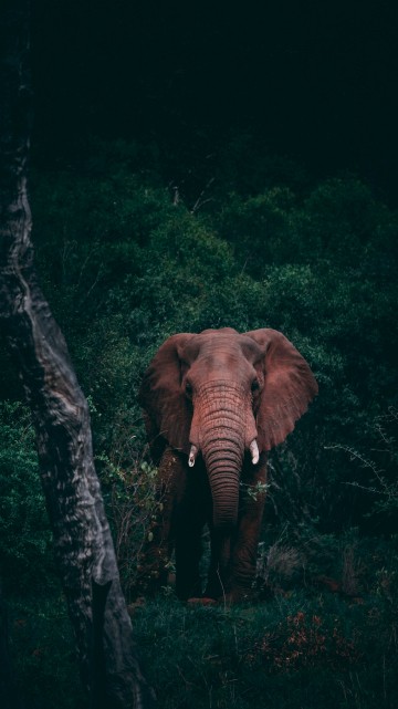 Image brown elephant in the forest during daytime