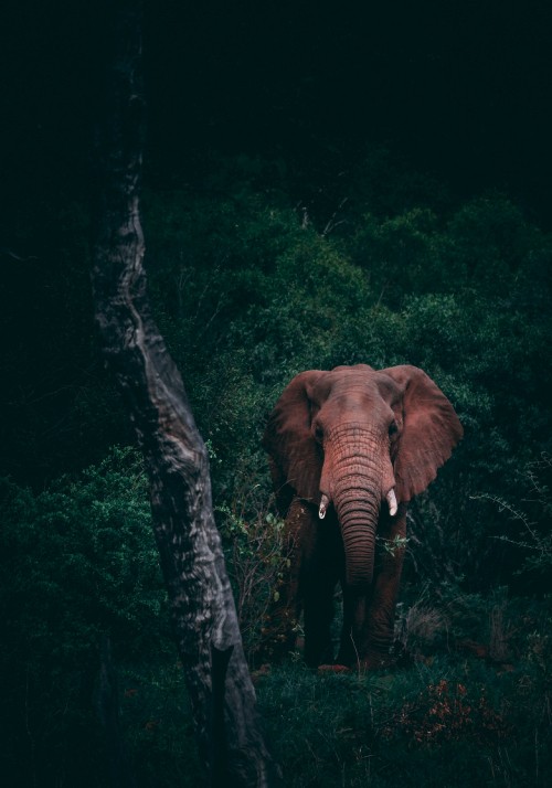 Image brown elephant in the forest during daytime