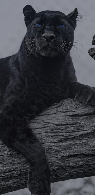 Black jaguar, black, jaguar, wild life, penther, HD wallpaper | Peakpx