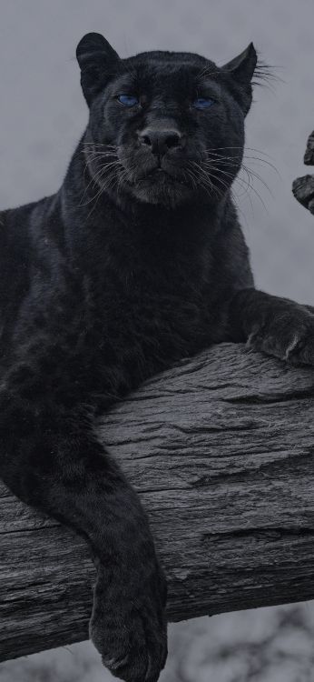 Ellos Tienen Animales, Jaguar, Felidae, Gato, Puma. Wallpaper in 1440x3120 Resolution