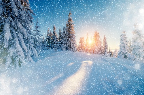 Image snow covered trees during night time