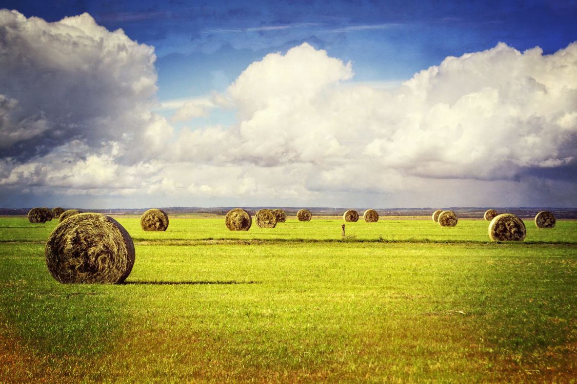 干草, 农场, 普通的, 农作物, 放牧 壁纸 2048x1365 允许
