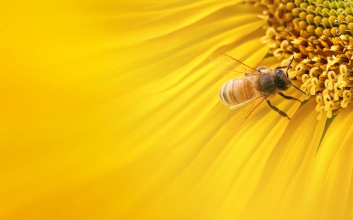 48+] Honey Bee Wallpaper - WallpaperSafari