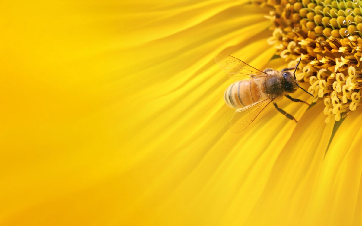 Brown Bee on Yellow Flower. Wallpaper in 1920x1200 Resolution