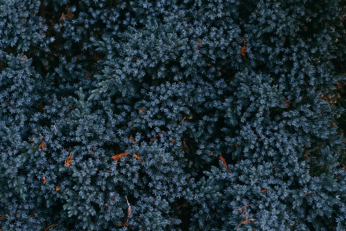 Hojas Rojas Sobre Suelo Negro. Wallpaper in 3553x2369 Resolution