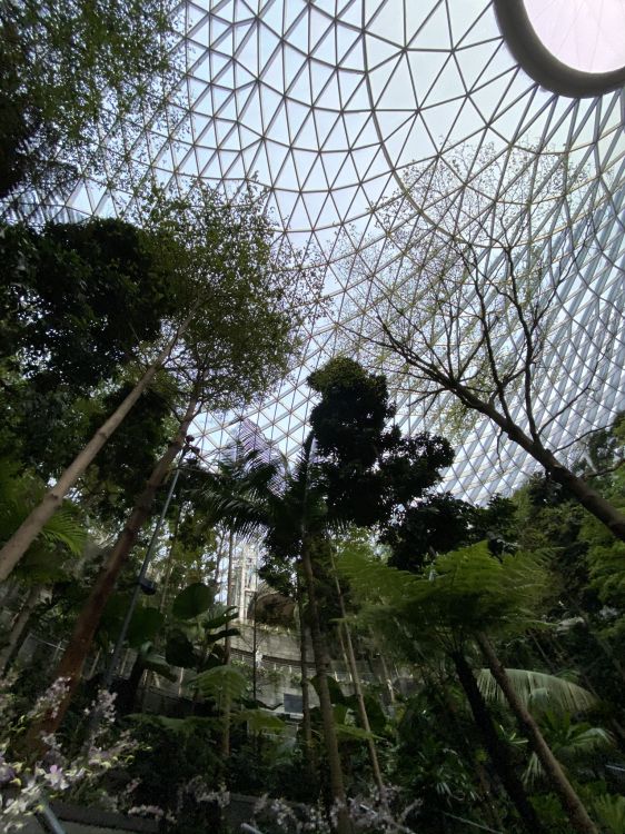 tree, tourist attraction, mesh, botany, terrestrial plant