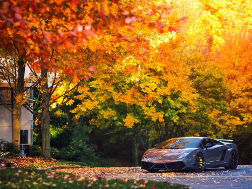 Image black car parked near orange leaf trees during daytime