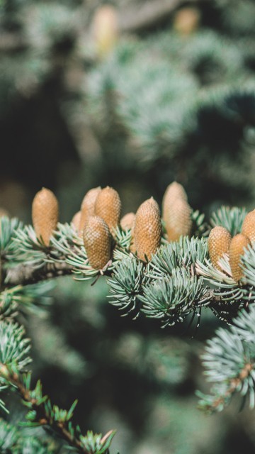 Image brown and green pine cone on green pine tree