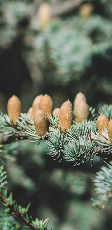 Image brown and green pine cone on green pine tree