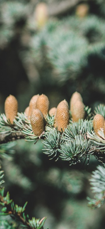 Image brown and green pine cone on green pine tree