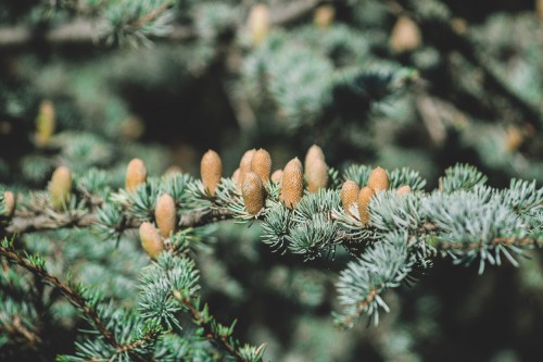 Image brown and green pine cone on green pine tree