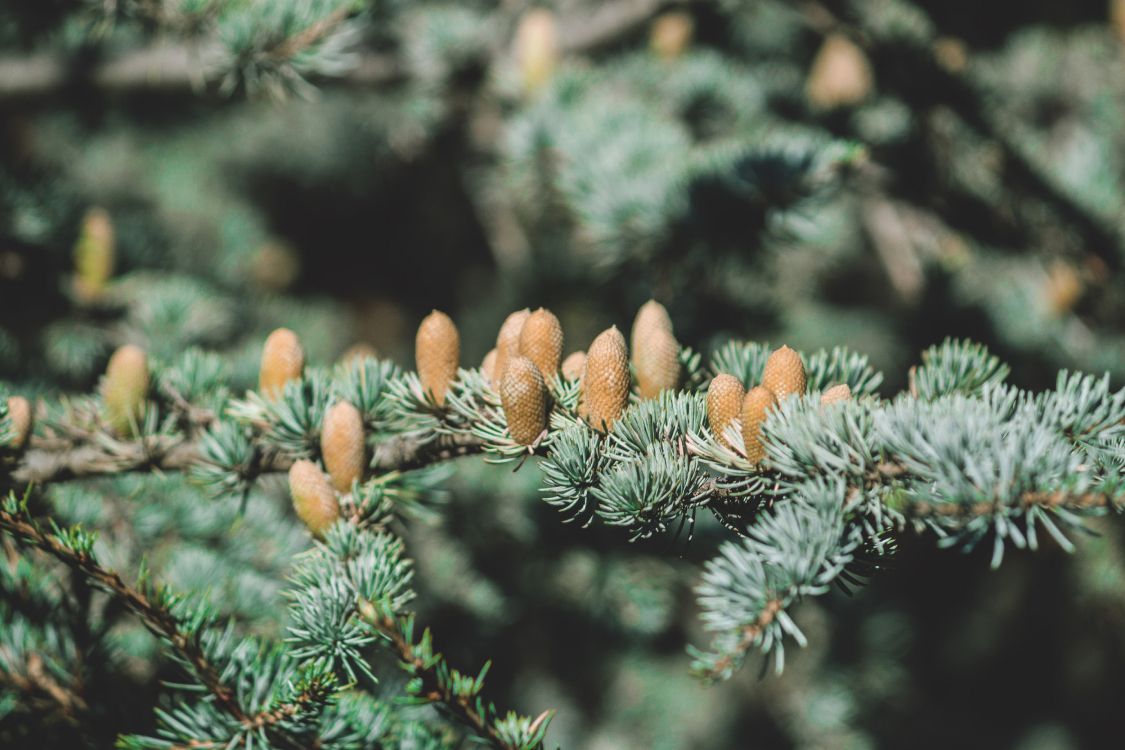 brown and green pine cone on green pine tree