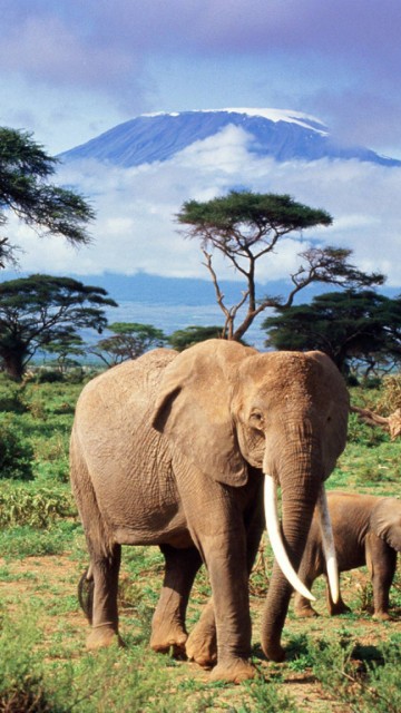 Image brown elephant on green grass field during daytime