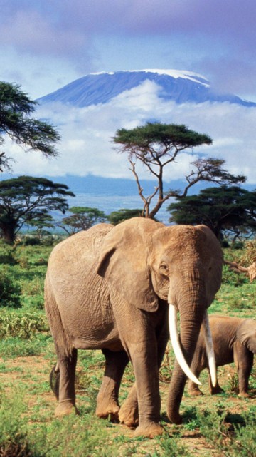 Image brown elephant on green grass field during daytime