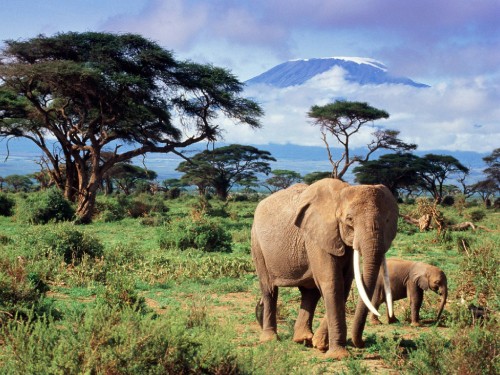 Image brown elephant on green grass field during daytime