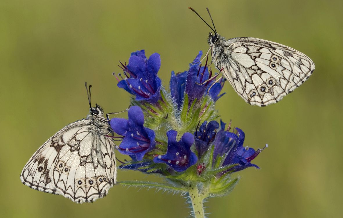Papillon Blanc et Noir Perché Sur Une Fleur Violette. Wallpaper in 2048x1300 Resolution