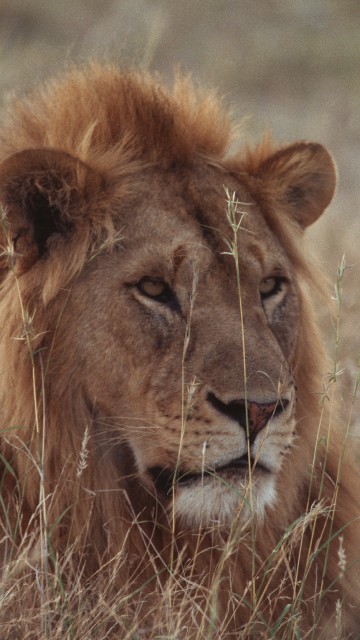 Image brown lion lying on green grass during daytime