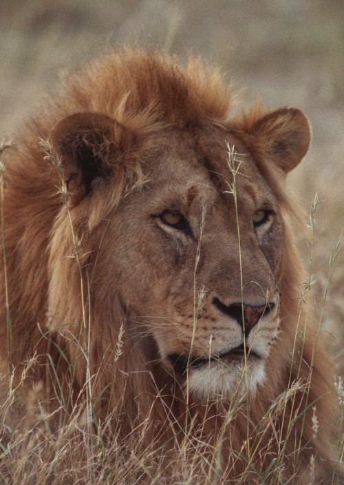 Image brown lion lying on green grass during daytime