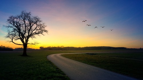 Image bird, plant, ecoregion, cloud, tree