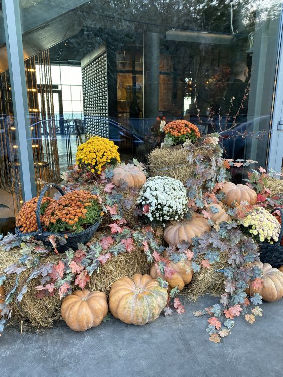 Pumpkin, gourd, squash, calabaza, flower