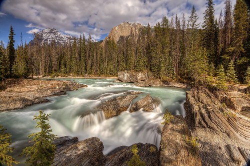 Image green pine trees near river during daytime