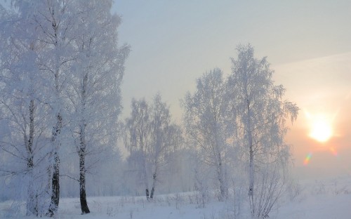 Image snow covered trees during daytime