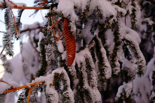 Image brown tree branch covered with snow