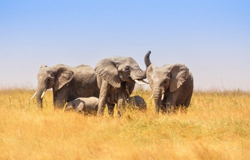 Image gray elephant on brown grass field during daytime