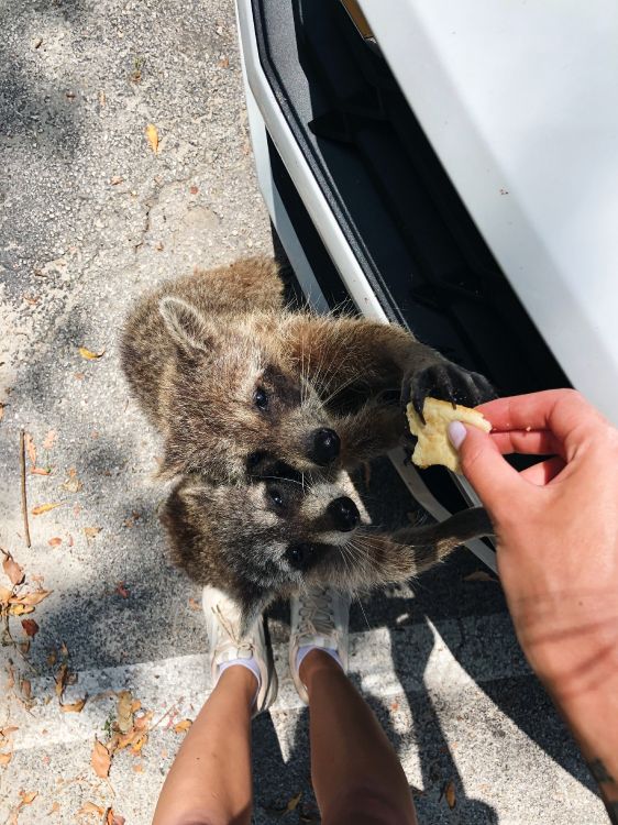 Fell, Procyonidae, Wissenschaft, Biologie, Finger. Wallpaper in 3024x4032 Resolution