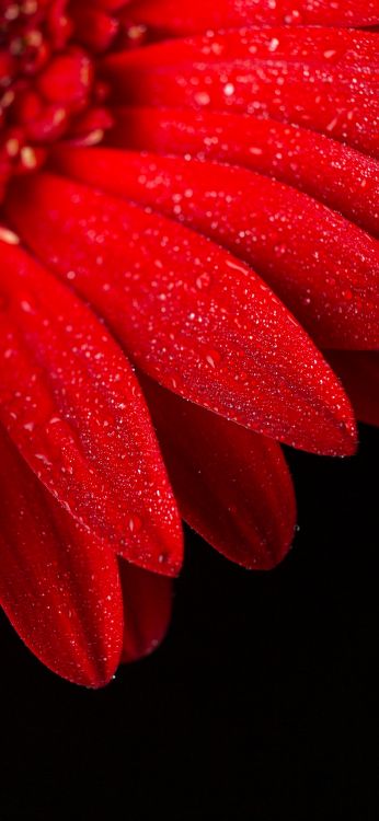 Tallo de la Planta, Agua, Pétalo, Rosa, Rojo. Wallpaper in 1080x2340 Resolution