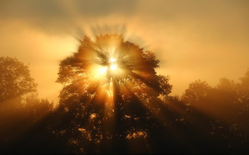 Image sun setting over the trees