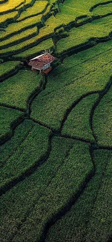 Image vegetation, grasses, grassland, grass, lawn