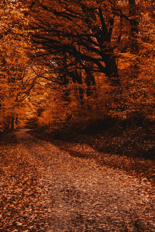 Image autumn, tree, nature, leaf, natural landscape