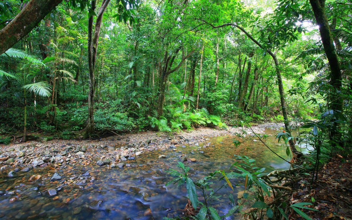 green trees and plants during daytime