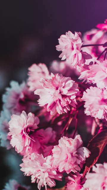 Image pink and white flowers in tilt shift lens