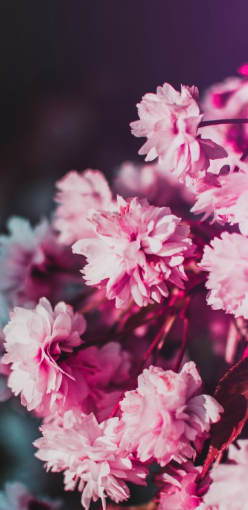 Image pink and white flowers in tilt shift lens