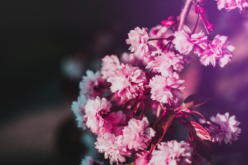 Image pink and white flowers in tilt shift lens