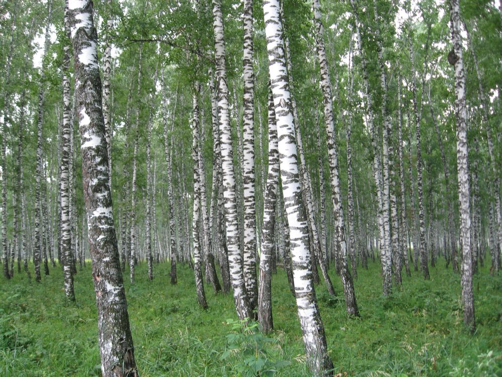 green grass and trees during daytime