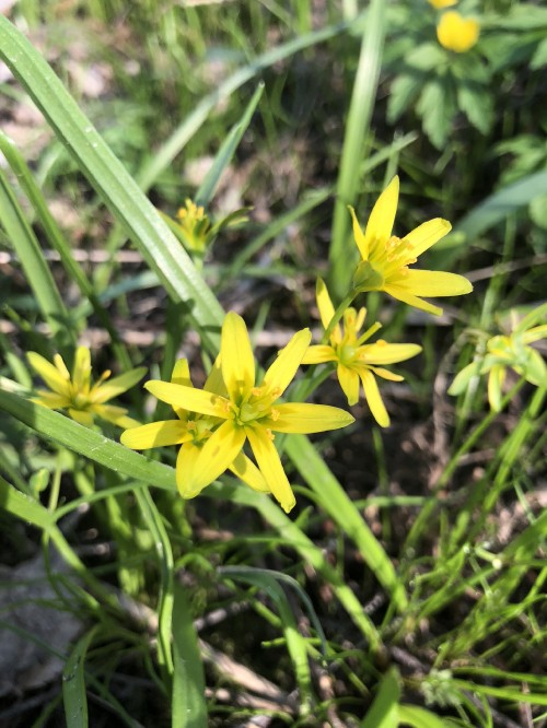 Image flora, flowering plant, pyrenees star of bethlehem, yellow, plant