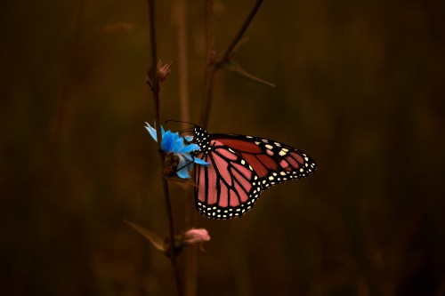 Image monarch butterfly perched on brown plant stem in close up photography during daytime