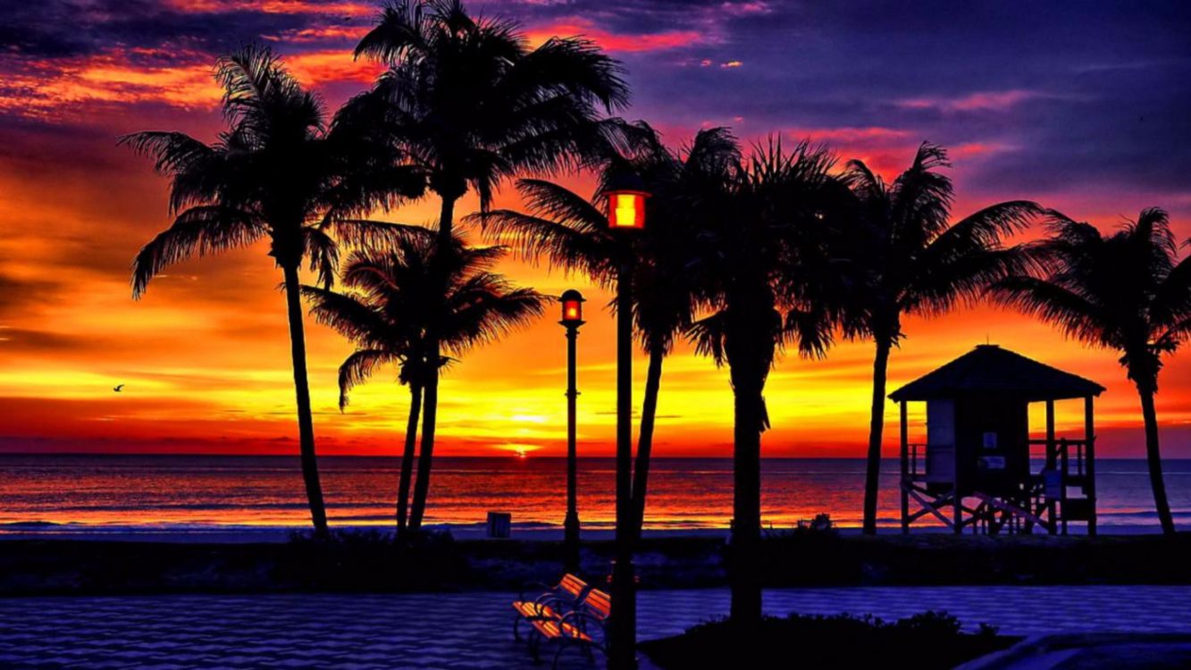 palm trees near body of water during sunset