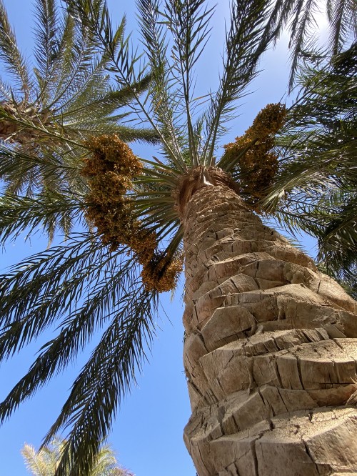 Image Date palm, palm trees, science, biology, woody plant