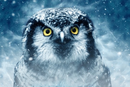 Image white and black owl with blue eyes